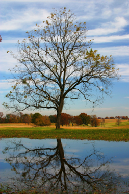 Tree and pond