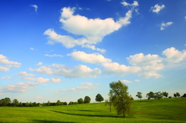 photo of tree in a meadow