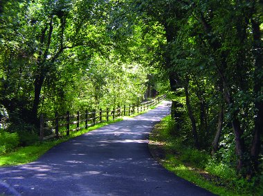 photo of road trail in forest